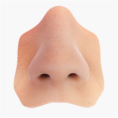 鼻子|Human nose